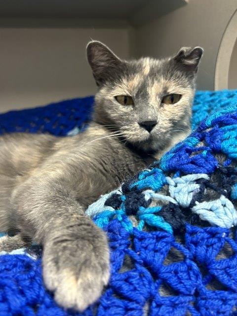 Dani, an adoptable Domestic Short Hair in Pagosa Springs, CO, 81147 | Photo Image 1