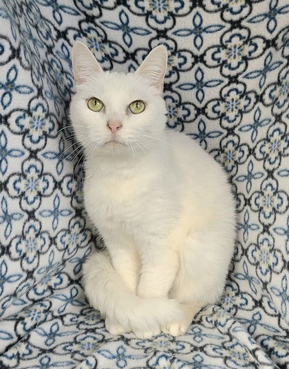 6254 (Spooky), an adoptable Domestic Short Hair in Lake City, MI, 49651 | Photo Image 1