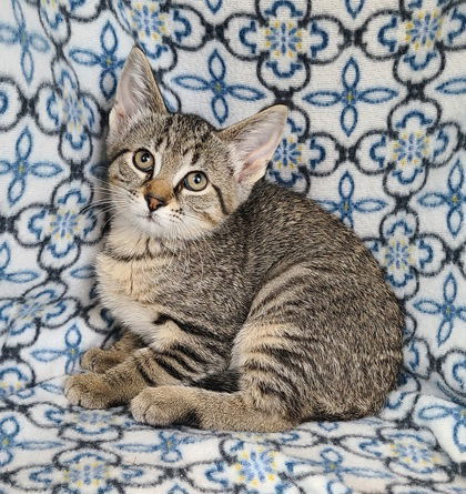 6292 (Layla), an adoptable Domestic Short Hair in Lake City, MI, 49651 | Photo Image 1