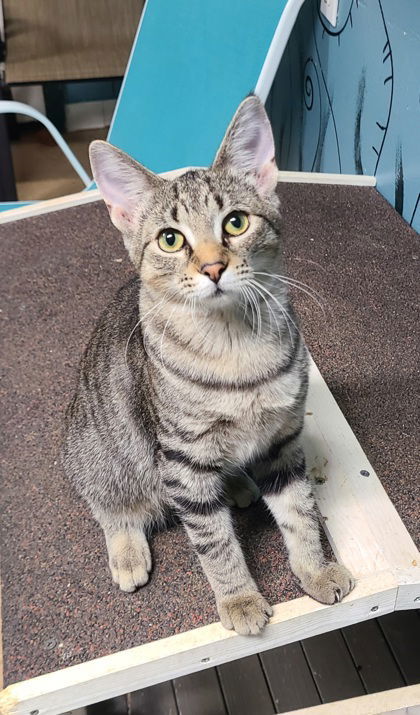 6292 (Layla), an adoptable Domestic Short Hair in Lake City, MI, 49651 | Photo Image 1