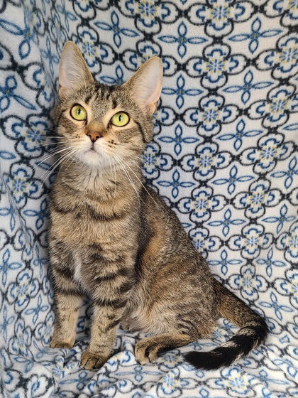 6200 (Tegan), an adoptable Domestic Short Hair in Lake City, MI, 49651 | Photo Image 1