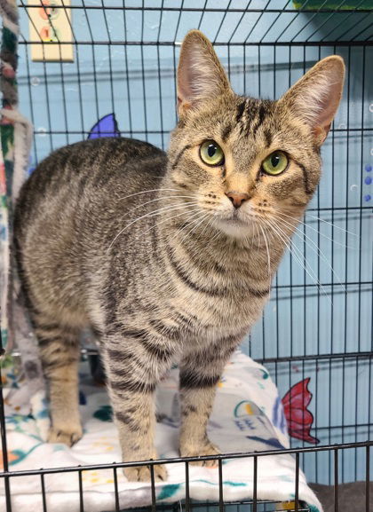 6200 (Tegan), an adoptable Domestic Short Hair in Lake City, MI, 49651 | Photo Image 1