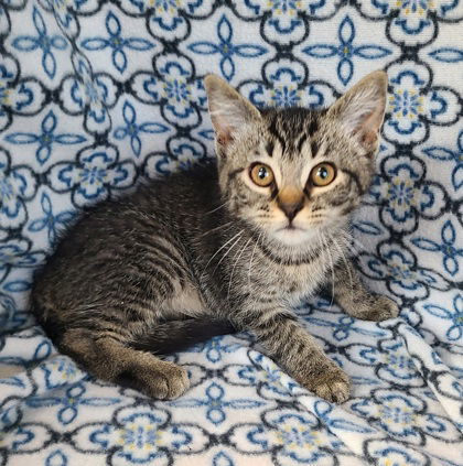 6252 (Cynthia), an adoptable Domestic Short Hair in Lake City, MI, 49651 | Photo Image 1