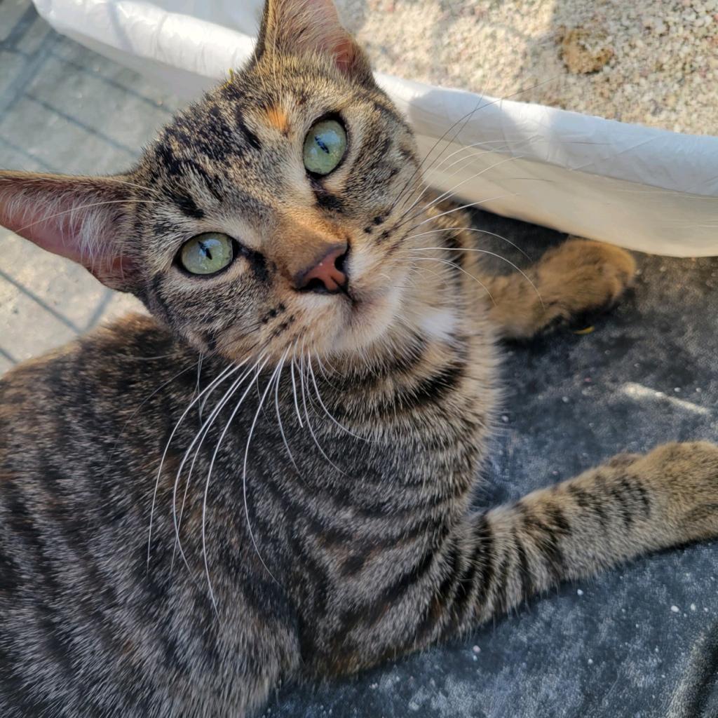 The Brain, an adoptable Domestic Short Hair in Rochester, MN, 55903 | Photo Image 1
