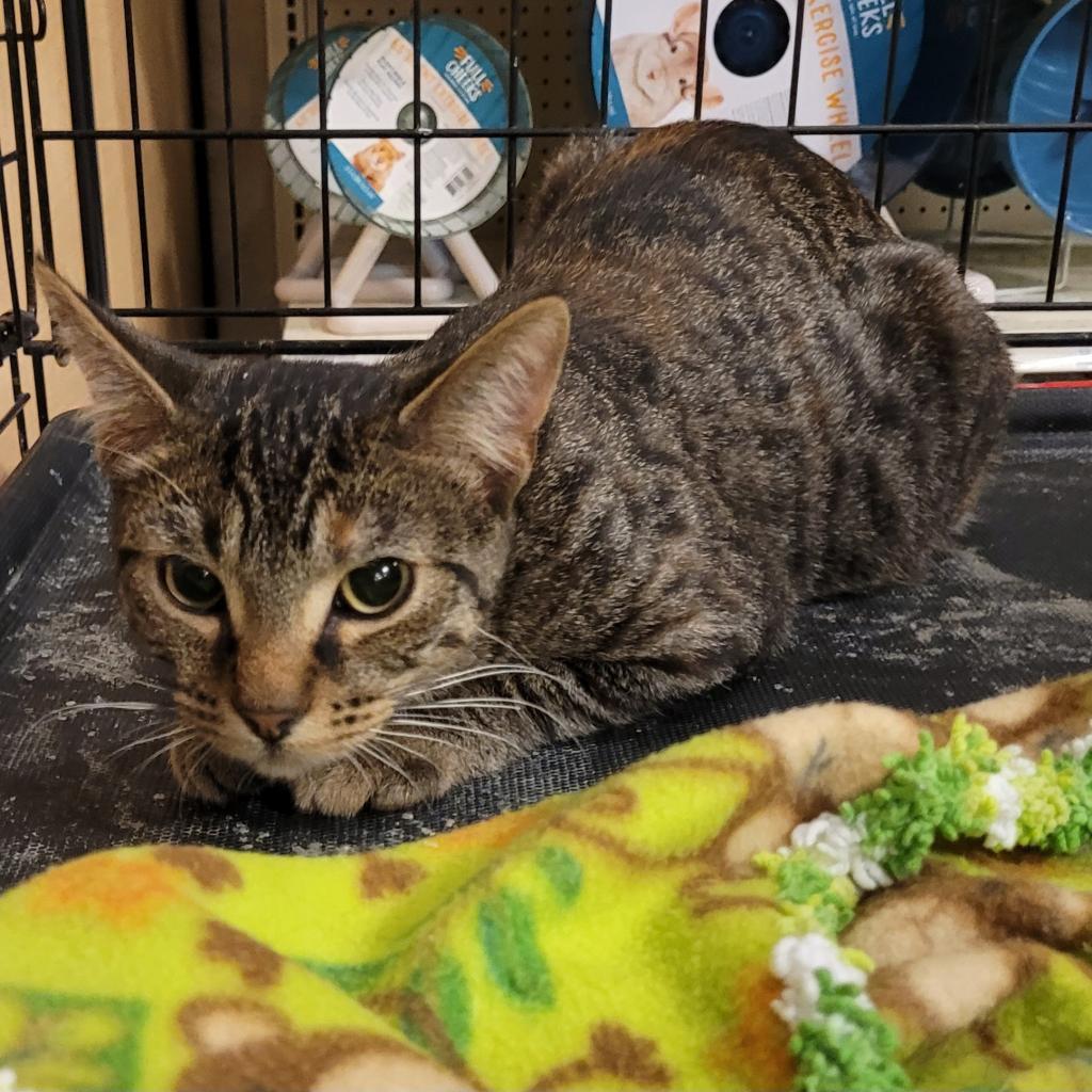 The Brain, an adoptable Domestic Short Hair in Rochester, MN, 55903 | Photo Image 2