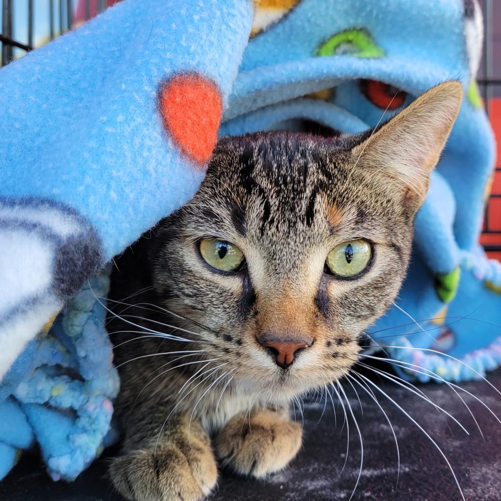 The Brain, an adoptable Domestic Short Hair in Rochester, MN, 55903 | Photo Image 3