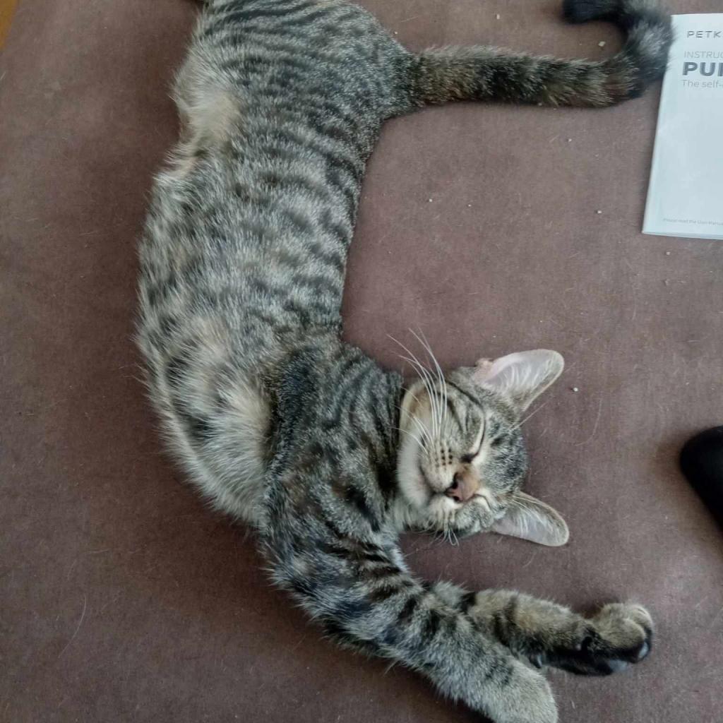 The Brain, an adoptable Domestic Short Hair in Rochester, MN, 55903 | Photo Image 4