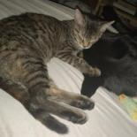 The Brain, an adoptable Domestic Short Hair in Rochester, MN, 55903 | Photo Image 5