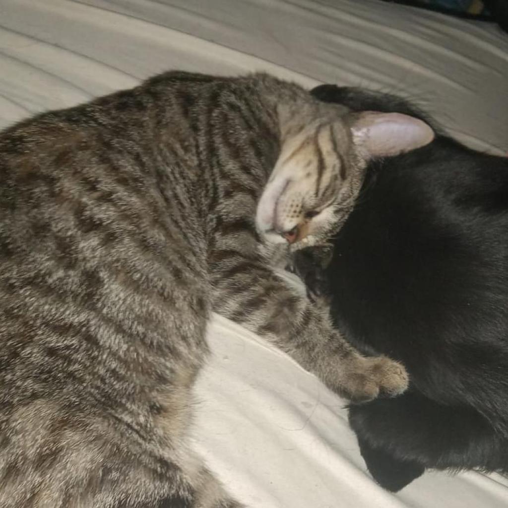 The Brain, an adoptable Domestic Short Hair in Rochester, MN, 55903 | Photo Image 6