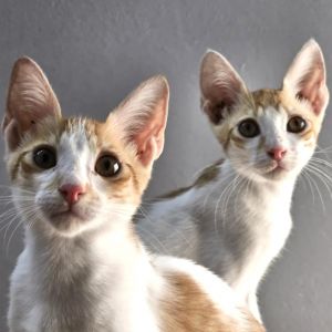 Marty Qatar (bonded to Alex Qatar), Young Male unknown