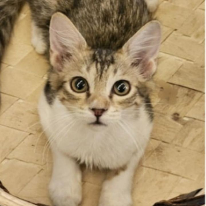 Nala Qatar - no longer available 1