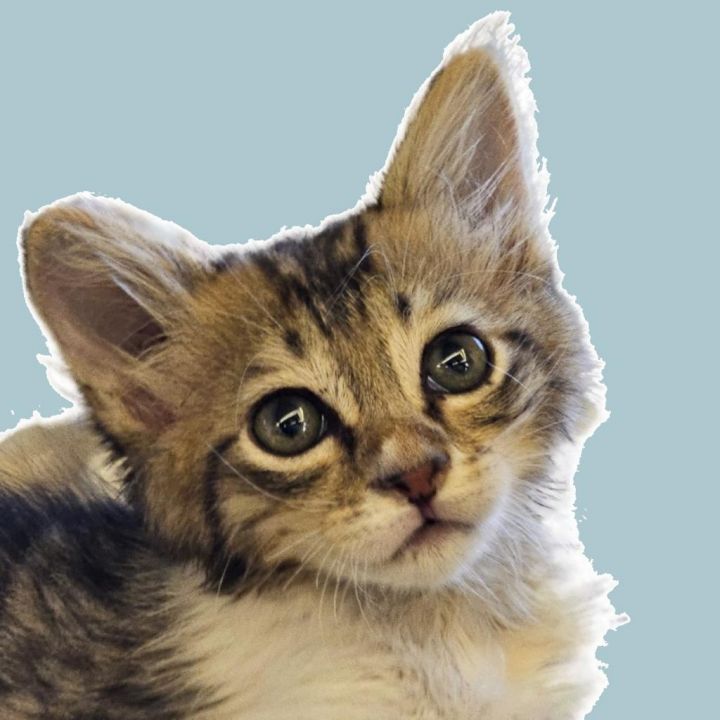 Nala Qatar - no longer available 2