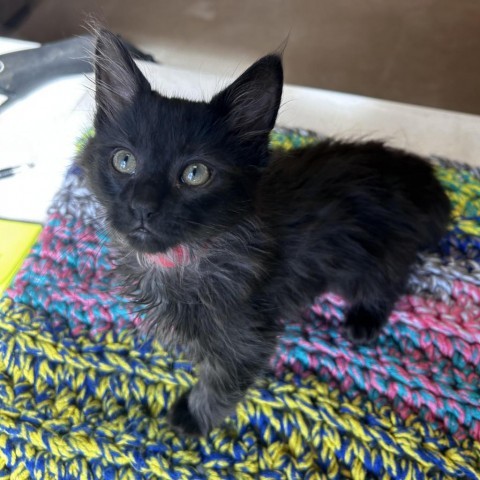 Cat for adoption - Ren, a Domestic Medium Hair in South Elgin, IL ...