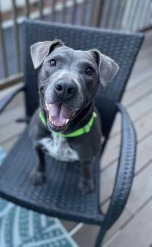Sweet as honey from a bee thats our Miss Bumblebee Shes 55 yrs old with pretty gray coloring a