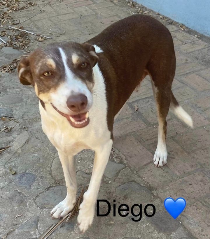 Diego 1