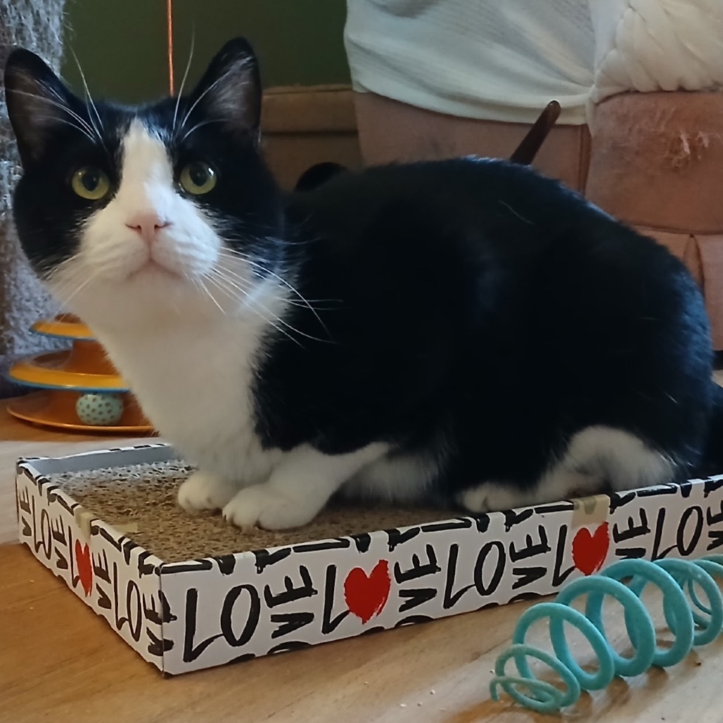 Samson, an adoptable Domestic Short Hair in Zimmerman, MN, 55398 | Photo Image 1