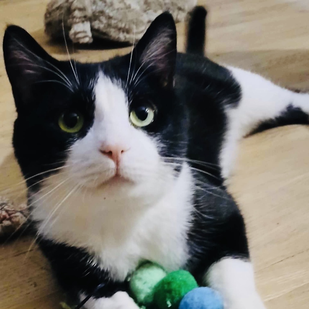 Samson, an adoptable Domestic Short Hair in Zimmerman, MN, 55398 | Photo Image 1