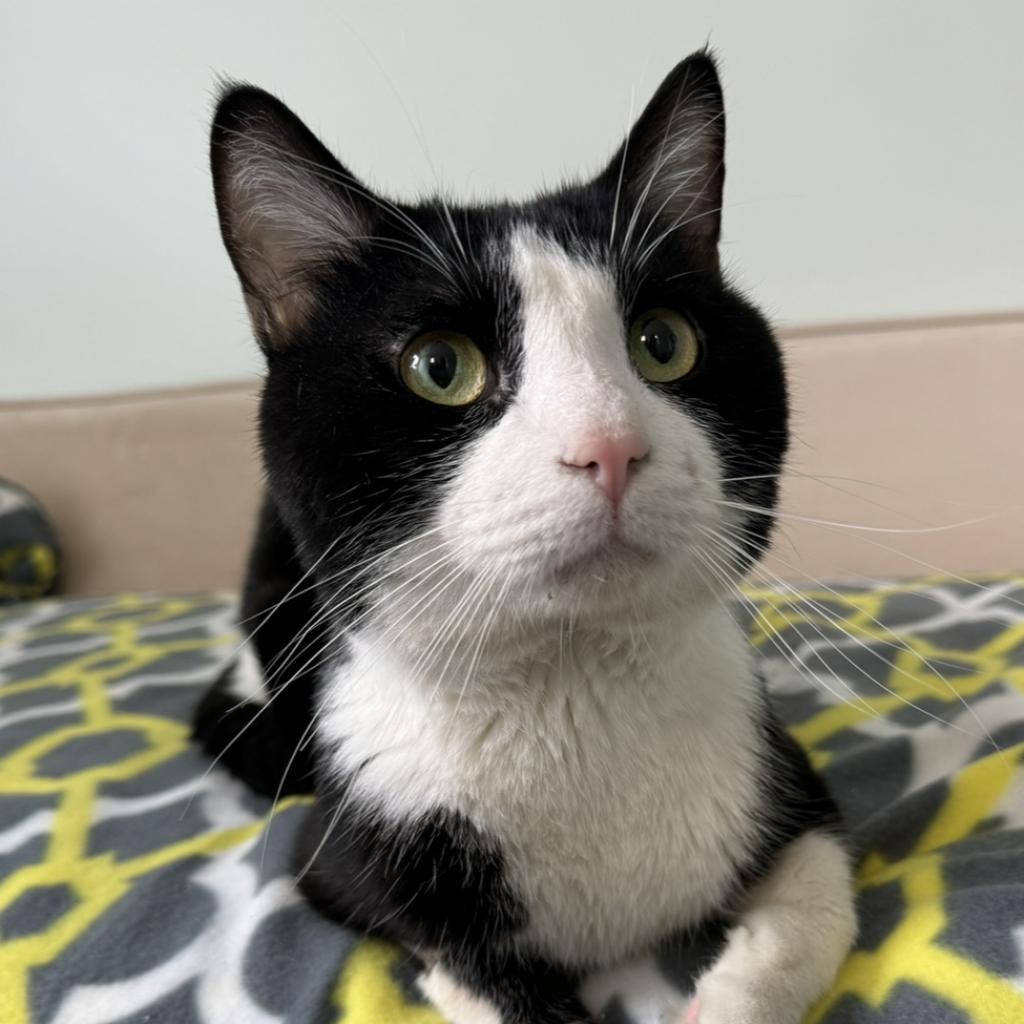 Samson, an adoptable Domestic Short Hair in Zimmerman, MN, 55398 | Photo Image 2