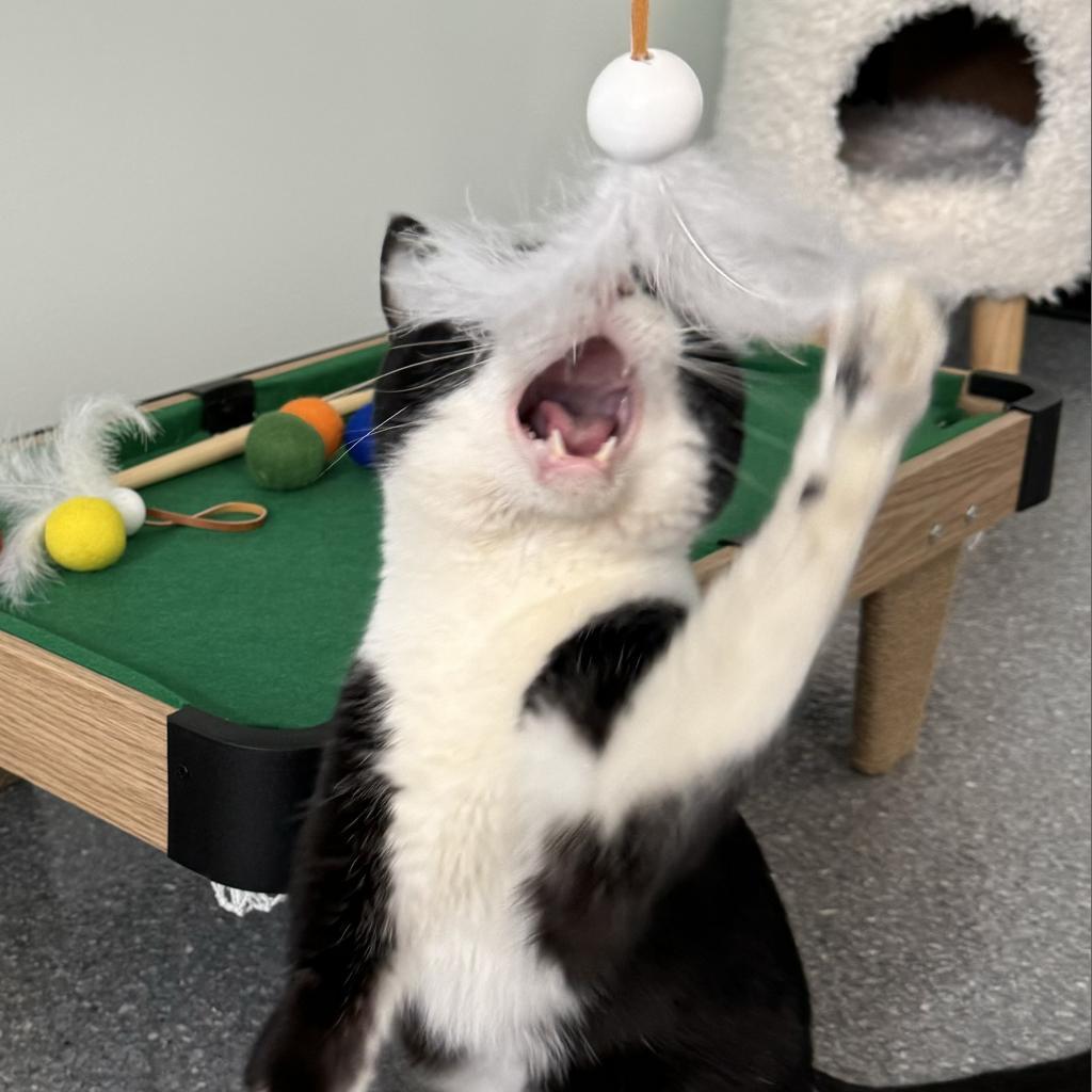 Samson, an adoptable Domestic Short Hair in Zimmerman, MN, 55398 | Photo Image 3