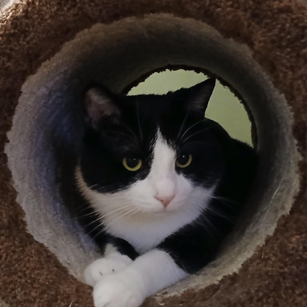 Samson, an adoptable Domestic Short Hair in Zimmerman, MN, 55398 | Photo Image 4