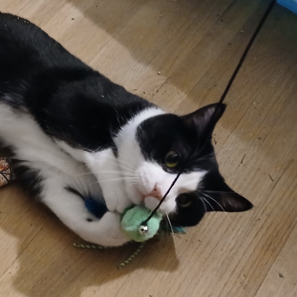 Samson, an adoptable Domestic Short Hair in Zimmerman, MN, 55398 | Photo Image 5