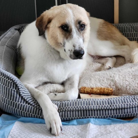 Brawler, an adoptable Mixed Breed in Glenfield, NY, 13343 | Photo Image 1