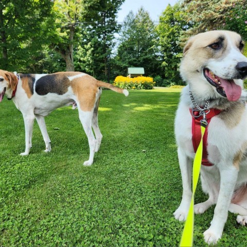 Brawler, an adoptable Mixed Breed in Glenfield, NY, 13343 | Photo Image 3