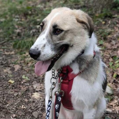 Brawler, an adoptable Mixed Breed in Glenfield, NY, 13343 | Photo Image 4