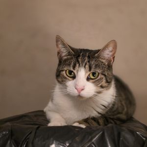 Daphne