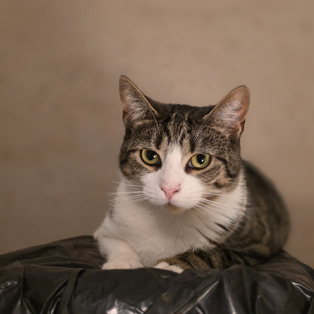 Daphne, an adoptable Domestic Short Hair in Glenfield, NY, 13343 | Photo Image 1