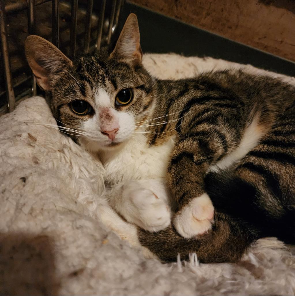 Daphne
