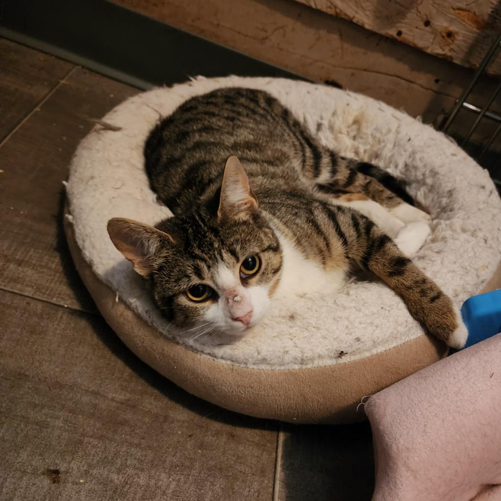 Daphne, an adoptable Domestic Short Hair in Glenfield, NY, 13343 | Photo Image 3