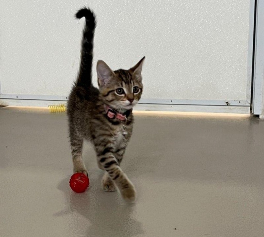 Fancy, an adoptable Domestic Short Hair in Redwood Falls, MN, 56283 | Photo Image 1