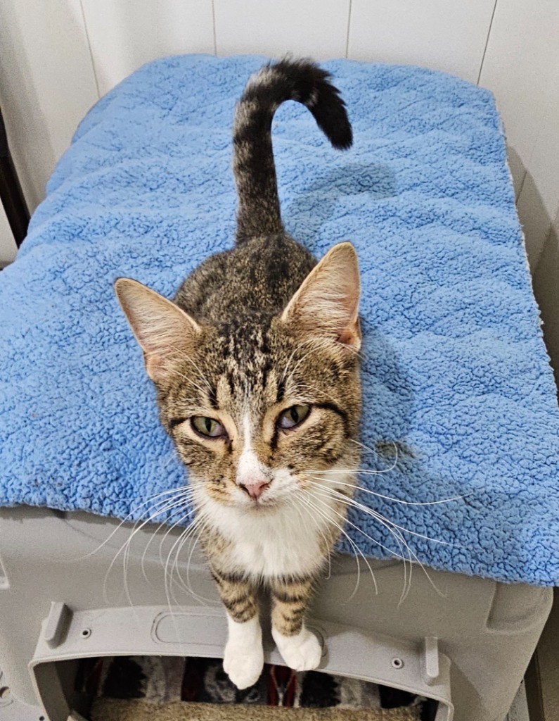 Harriet, an adoptable Domestic Short Hair in Redwood Falls, MN, 56283 | Photo Image 1