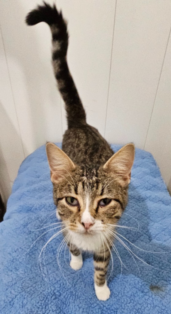 Harriet, an adoptable Domestic Short Hair in Redwood Falls, MN, 56283 | Photo Image 2