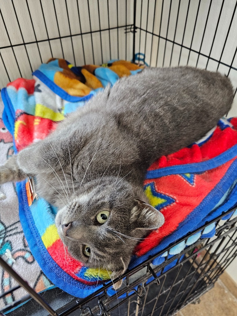 Shades, an adoptable Domestic Short Hair in Redwood Falls, MN, 56283 | Photo Image 1