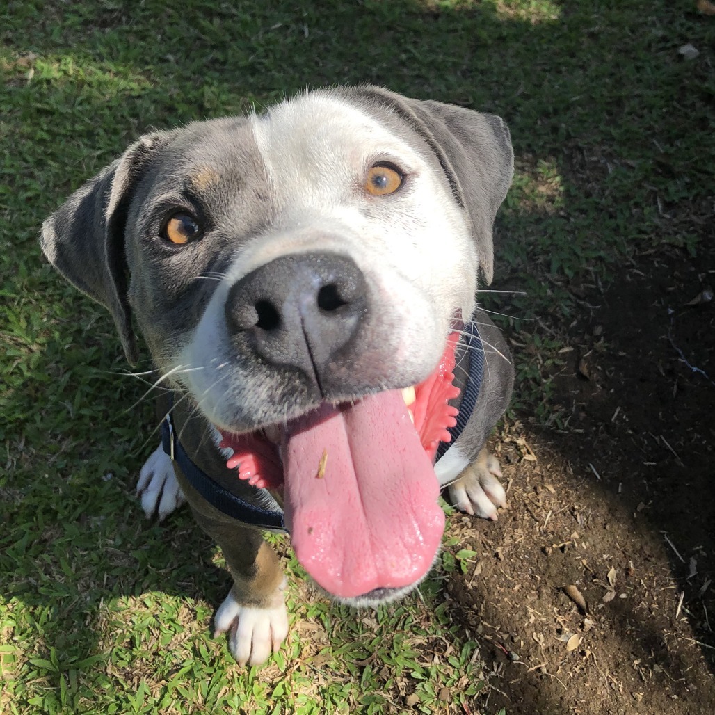 Porkchop, an adoptable Mixed Breed in Kailua Kona, HI, 96740 | Photo Image 1