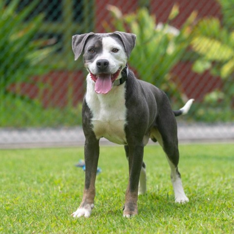 Porkchop, an adoptable Mixed Breed in Kailua Kona, HI, 96740 | Photo Image 2