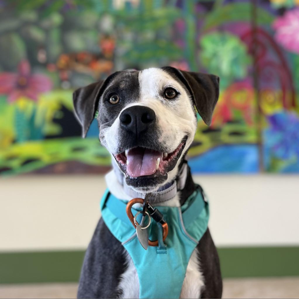 Porkchop, an adoptable Mixed Breed in Kailua Kona, HI, 96740 | Photo Image 2