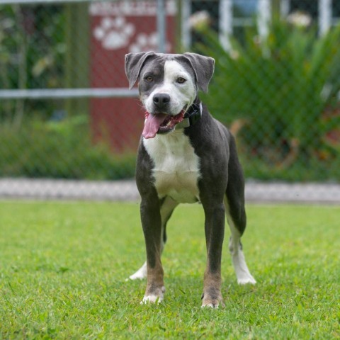 Porkchop, an adoptable Mixed Breed in Kailua Kona, HI, 96740 | Photo Image 3