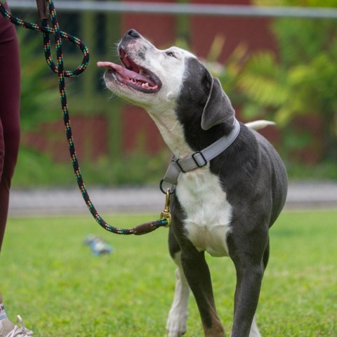 Porkchop, an adoptable Mixed Breed in Kailua Kona, HI, 96740 | Photo Image 4