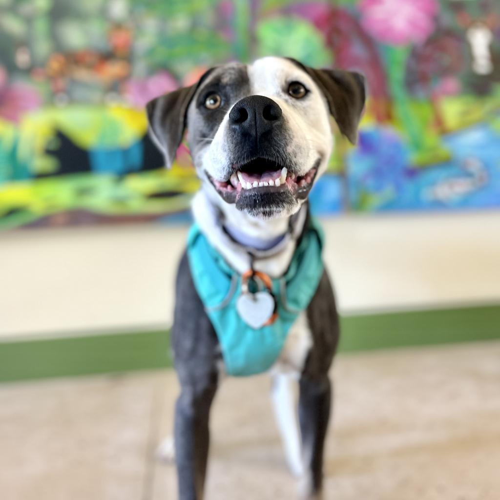 Porkchop, an adoptable Mixed Breed in Kailua Kona, HI, 96740 | Photo Image 4