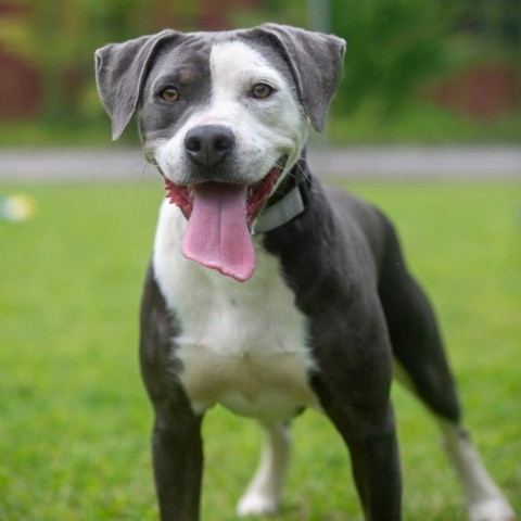 Porkchop, an adoptable Mixed Breed in Kailua Kona, HI, 96740 | Photo Image 5