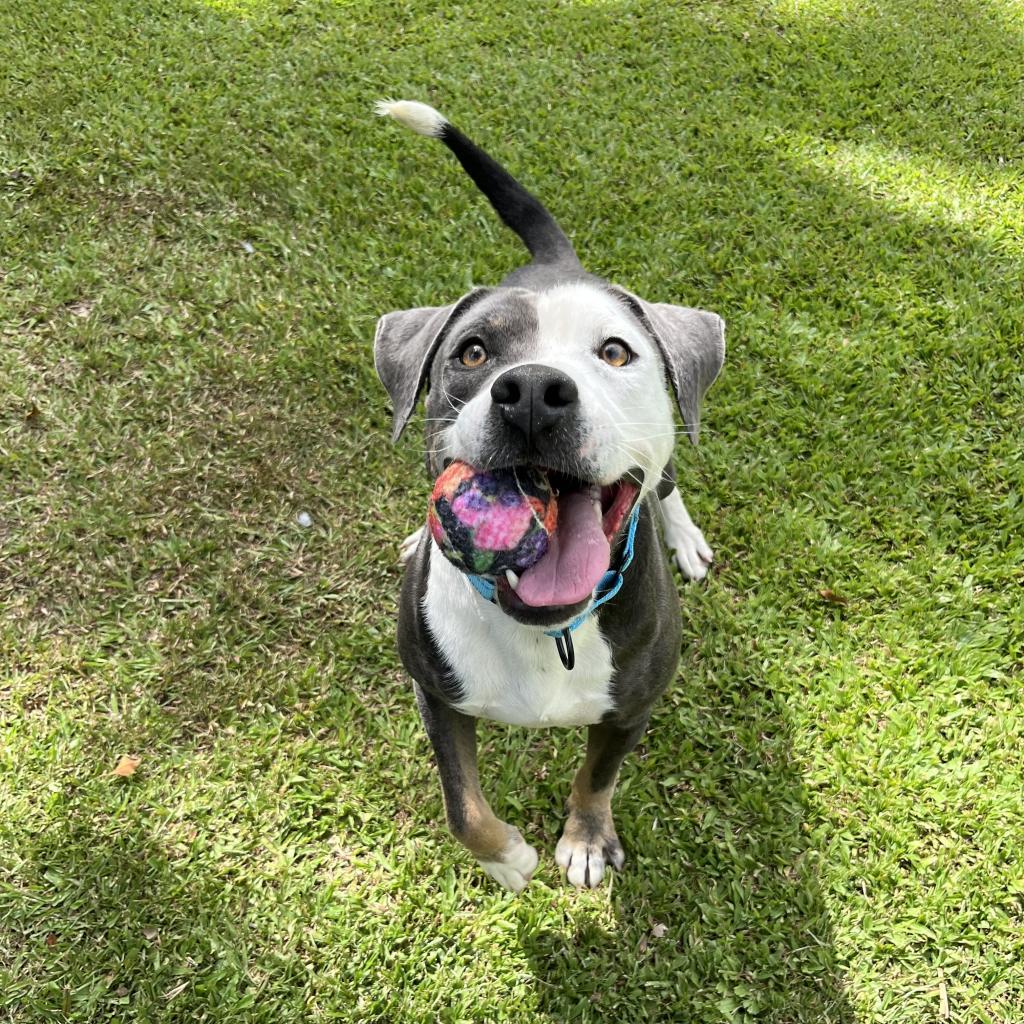 Porkchop, an adoptable Mixed Breed in Kailua Kona, HI, 96740 | Photo Image 5