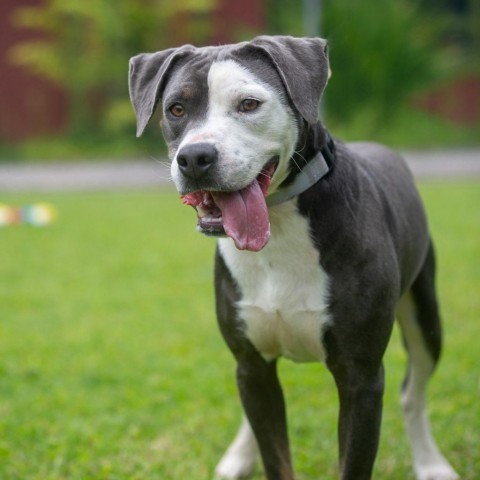 Porkchop, an adoptable Mixed Breed in Kailua Kona, HI, 96740 | Photo Image 6