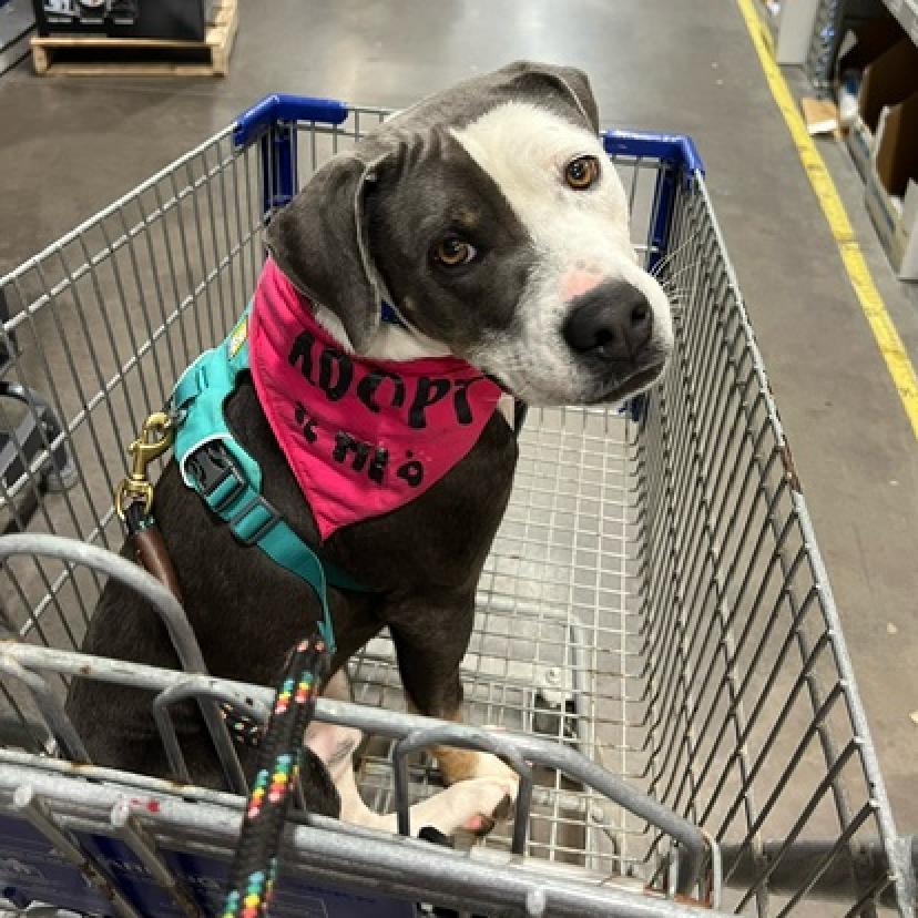 Porkchop, an adoptable Mixed Breed in Kailua Kona, HI, 96740 | Photo Image 6