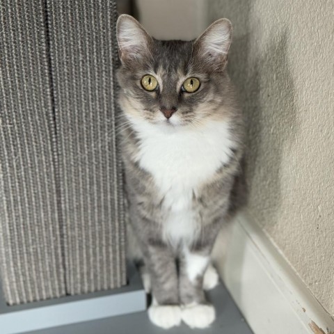 Lemon, an adoptable Domestic Medium Hair in Fredericksburg, TX, 78624 | Photo Image 1