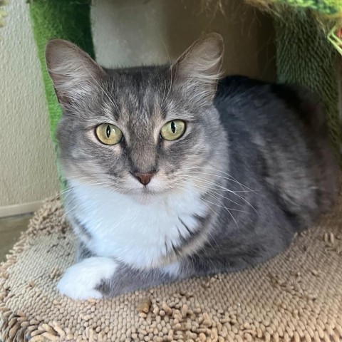 Lemon, an adoptable Domestic Medium Hair in Fredericksburg, TX, 78624 | Photo Image 4