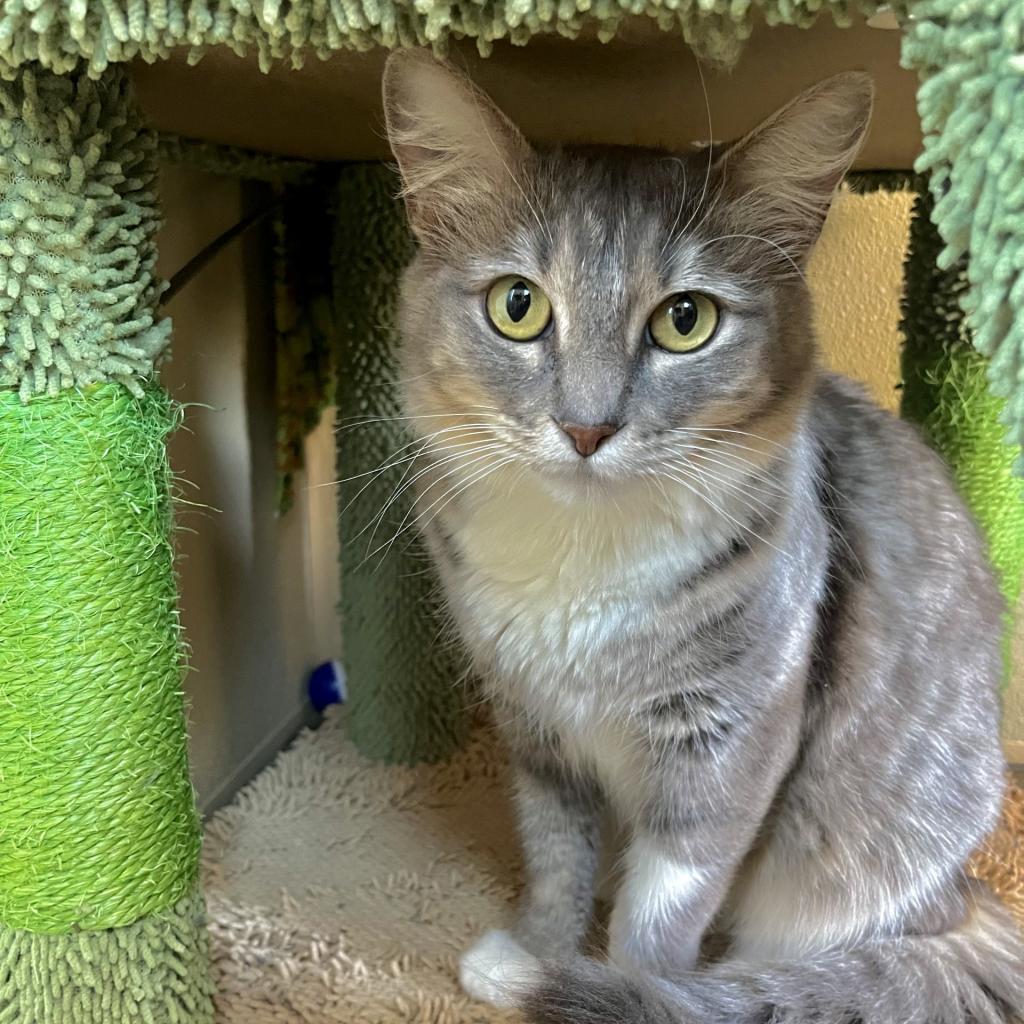 Lemon, an adoptable Domestic Medium Hair in Fredericksburg, TX, 78624 | Photo Image 4