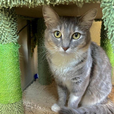 Lemon, an adoptable Domestic Medium Hair in Fredericksburg, TX, 78624 | Photo Image 5